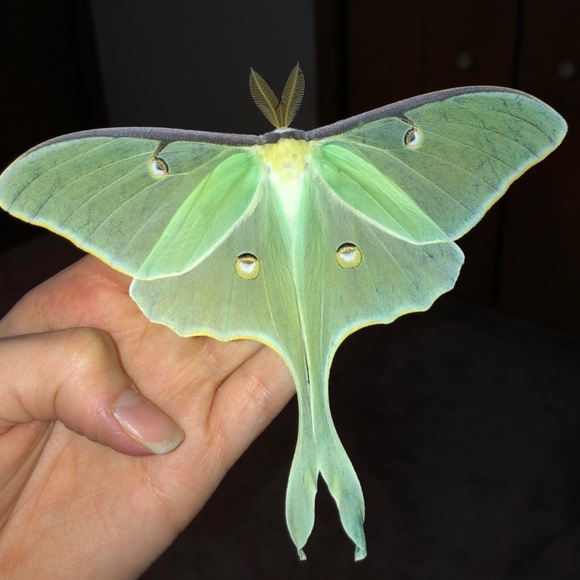 Moth crescent moon silver earrings - Picture 11 of 13